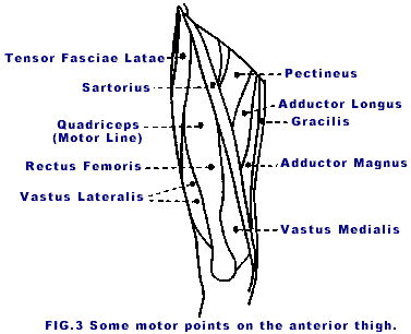 Acupuncture Motor Points Chart